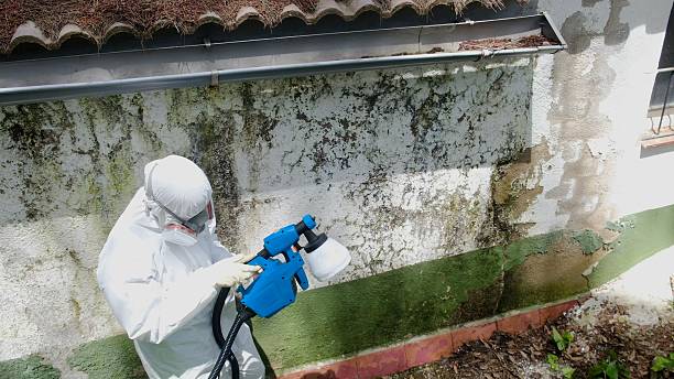 Trusted Crawl Space Mold Removal service in South Fork, PA - Cheap Mold Removal